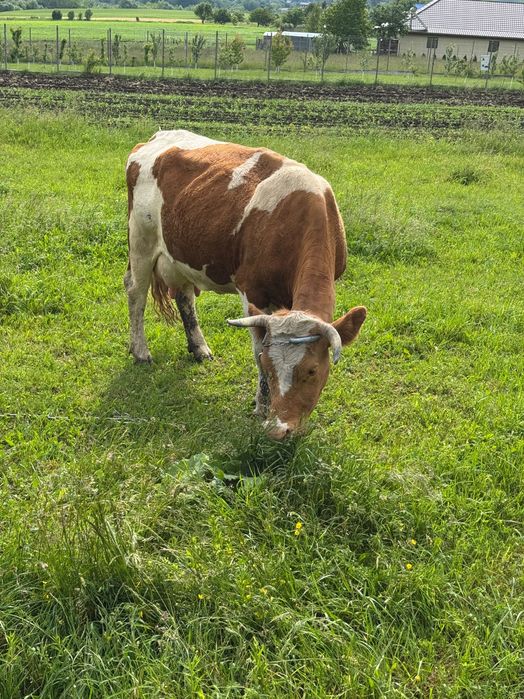 vand vaca Bălțată Romaneasca de lapte