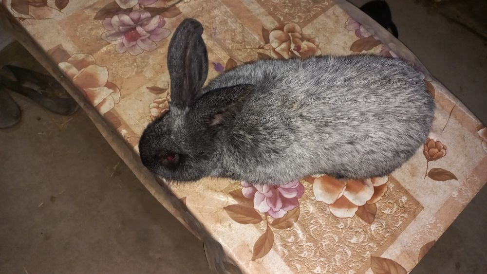 Полтавское серебро самец.