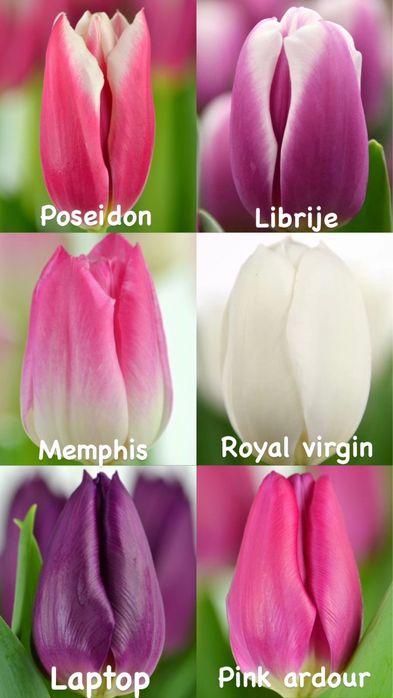 Тюльпаны оптом Алматы