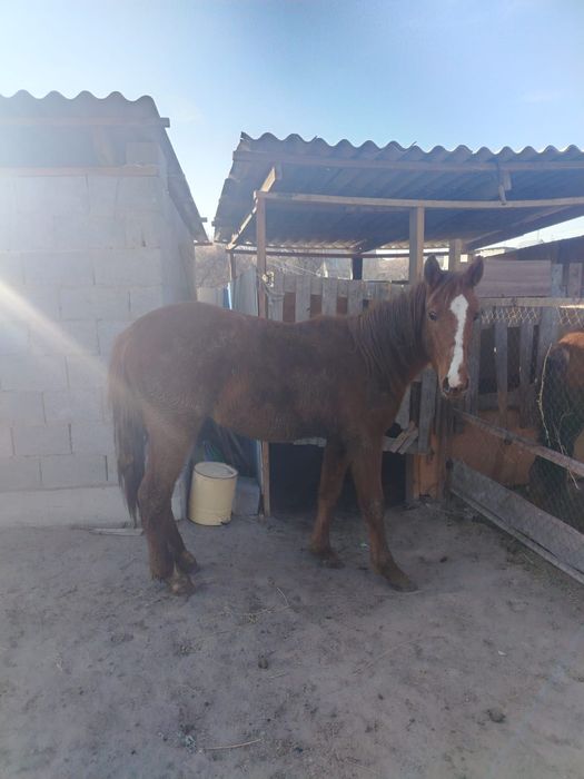 Ұрғашы тайлар сатылады