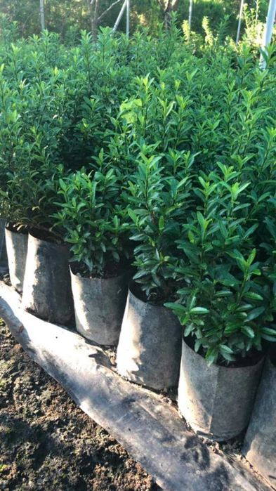 Продавам туя и вечнозелени храсти