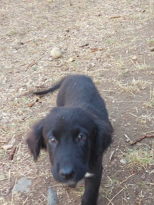 Подаряване кученца