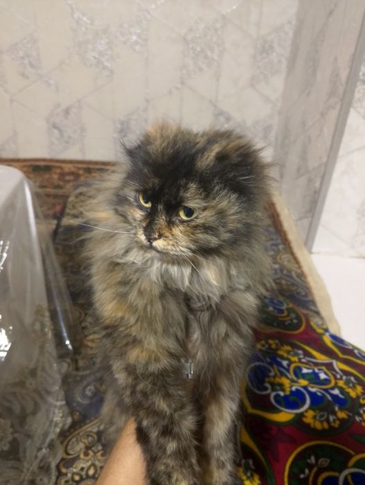 Пушистый скотч фолд сотилади киз бола 6 ойлик