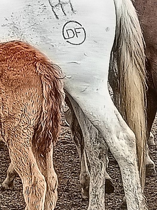 Тавро, танба, азот