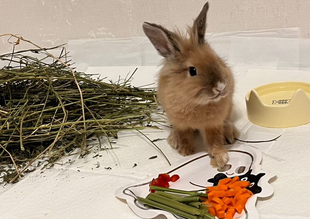 Срочно! Продам кролика