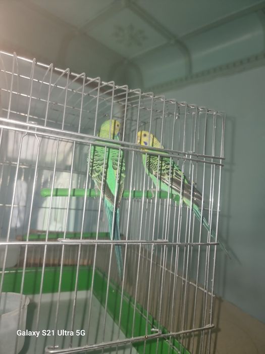 VALER QUSHLARI BLAN 
Qush:Valnisti yaxwi yiri qushla 
Soni:7ta 2