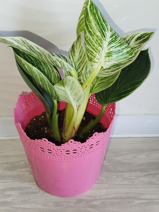 Feladendron Birkin