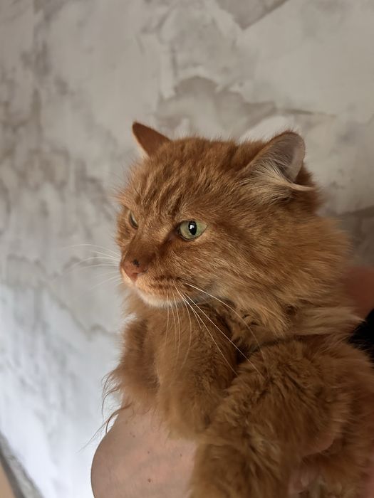 Найден рыжий кот