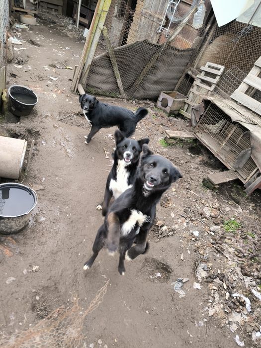 Добро куче търси стопанин