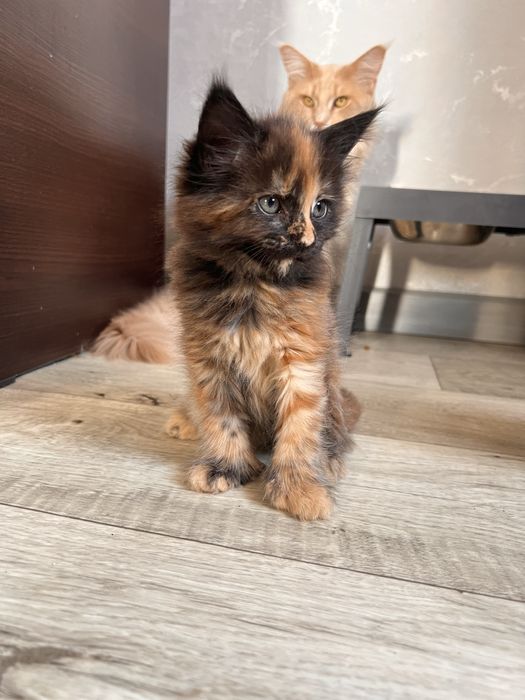 Продам Мейн Куна девочку