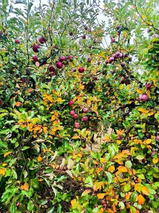 Prune si mere de vanzare