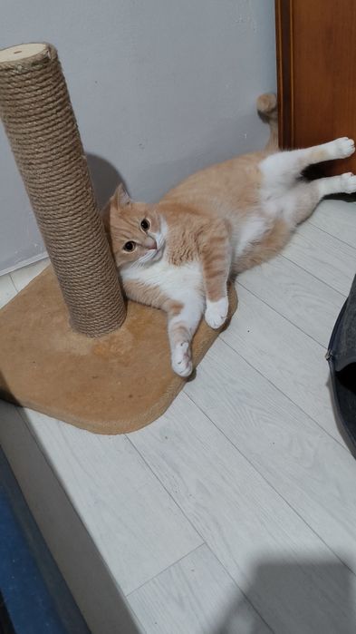 Кошки в добрые руки