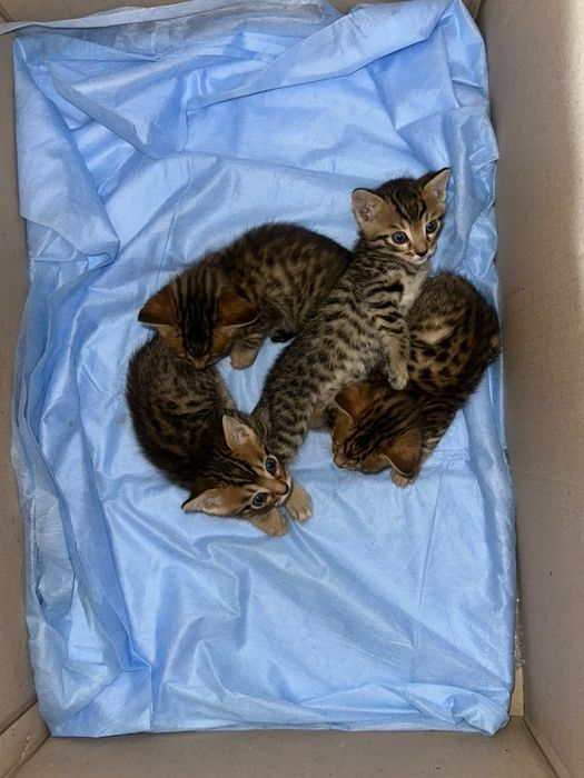 Продаются бенгальские котята