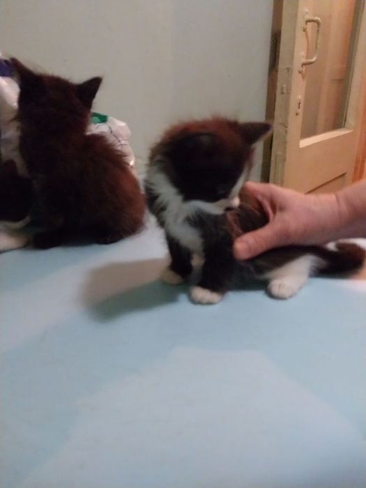 Пристраиваются котята