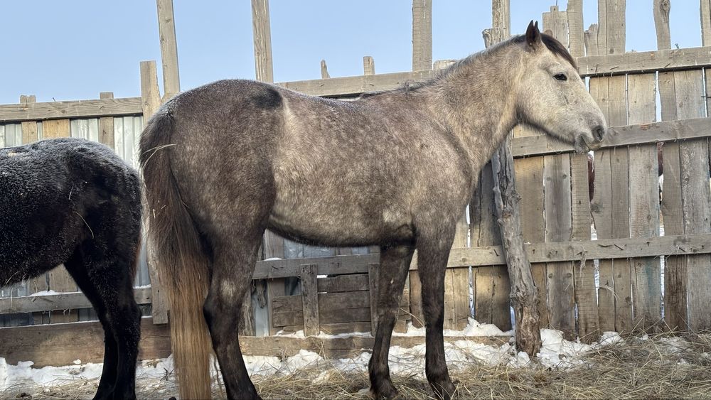 Осы бие сатылады бойдақ