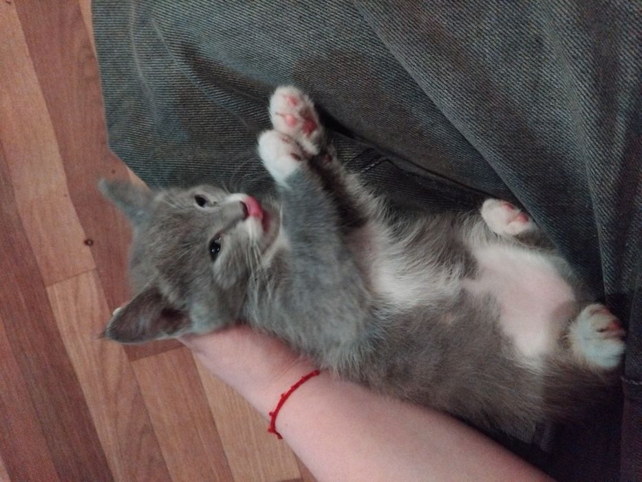 Отдам котят мальчики