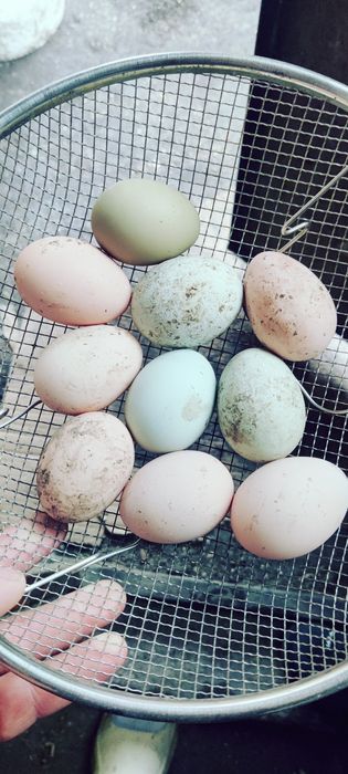 Vând ouă de găini araucana verzi și albe