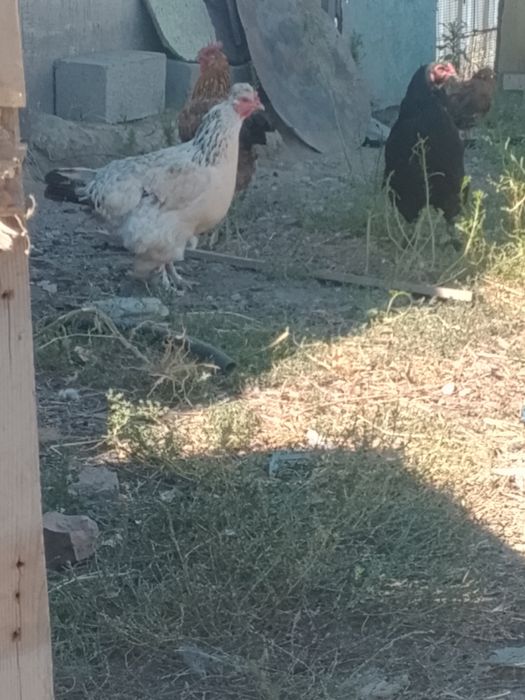 Продам семейку домашних курей