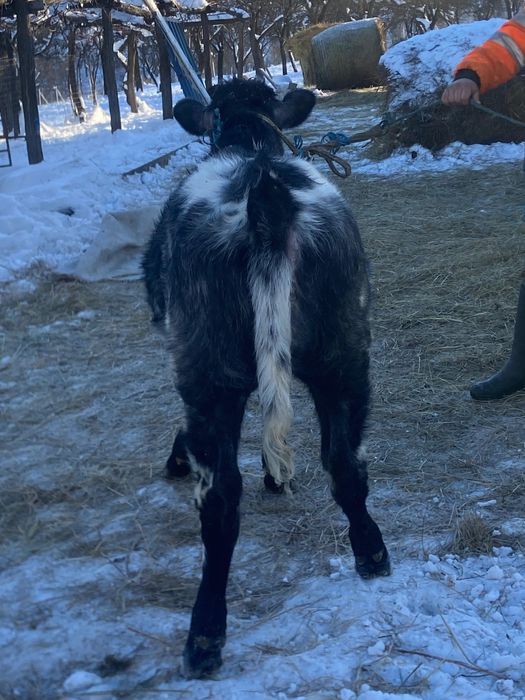 Vand vitea belgiană