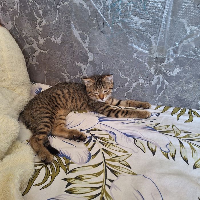 Бесплатно котёнок