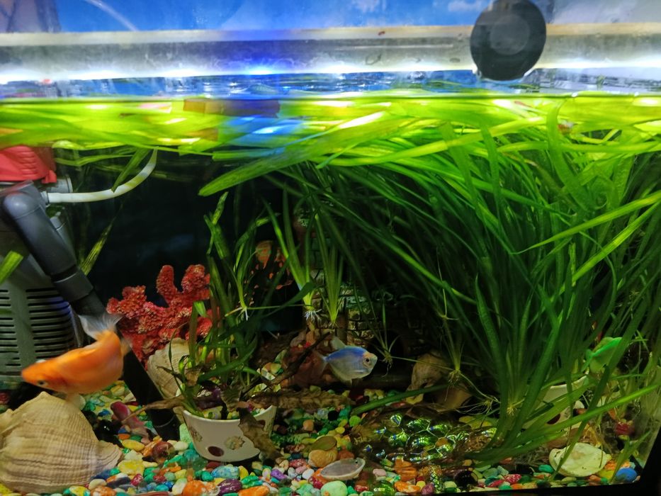 Продаю 40литровый аквариум