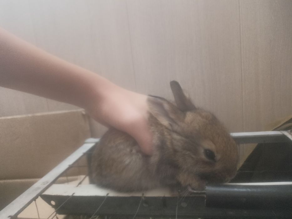 Кролики,дети.    .