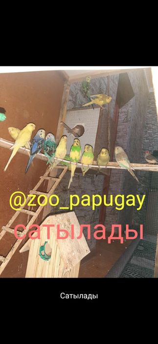 Волнисти папугай