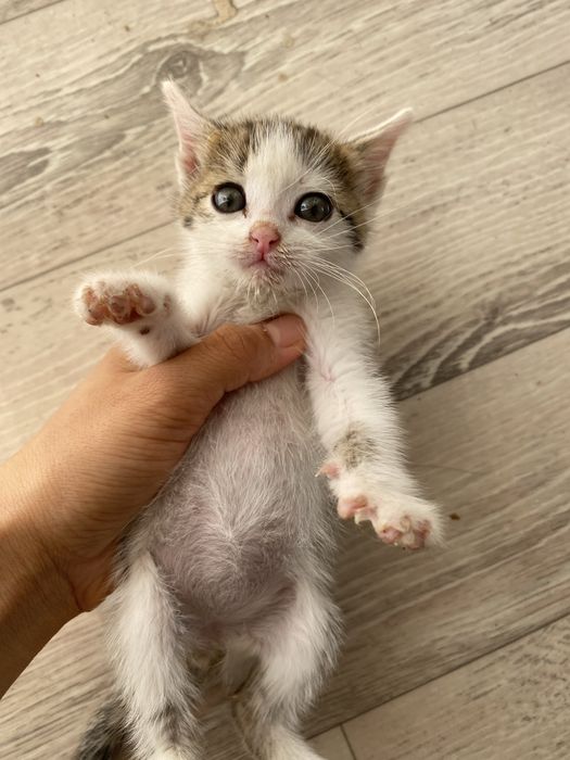 котята бесплатно