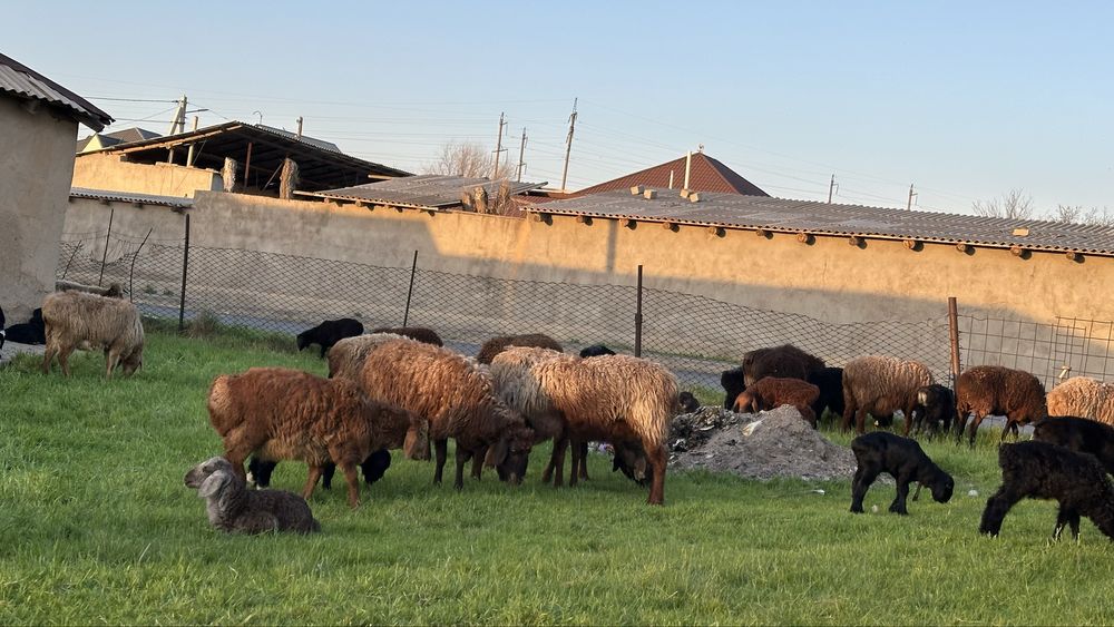 38 бас қозылы қой