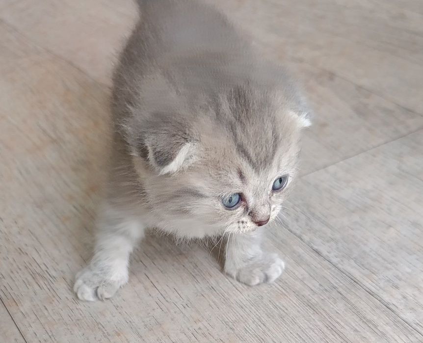 Parodali yoqimtoy mushuchala bor