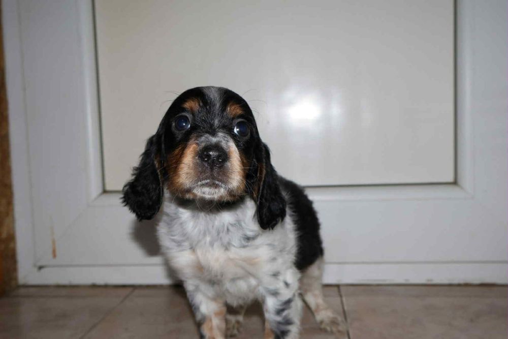 Трицветен Английски сетер