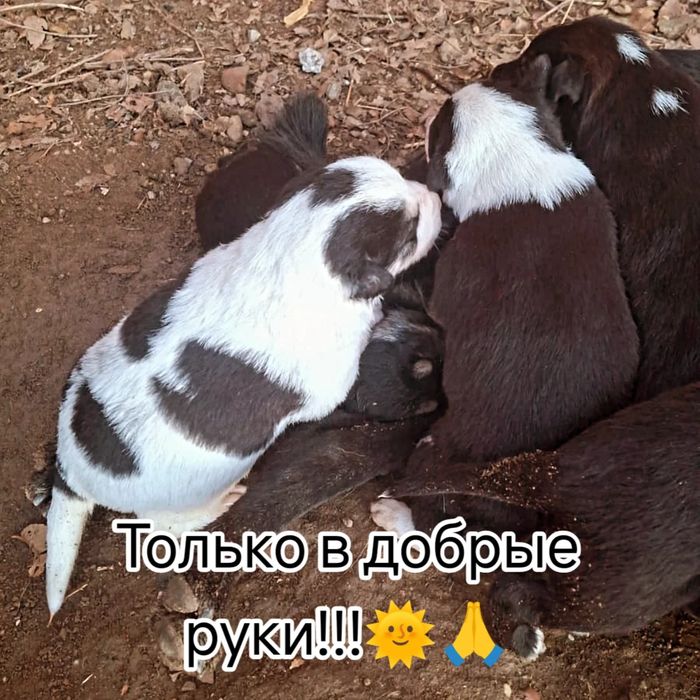 Щенки в добрые руки.