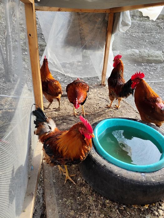 Продаём Кученских петухов.