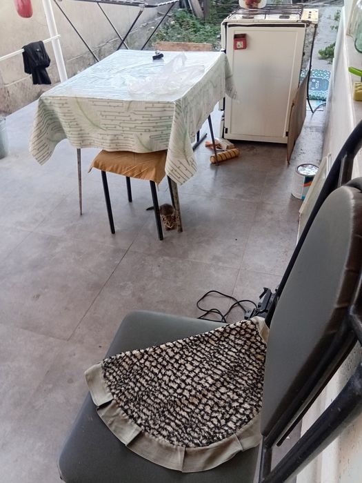 Котята подарю котят