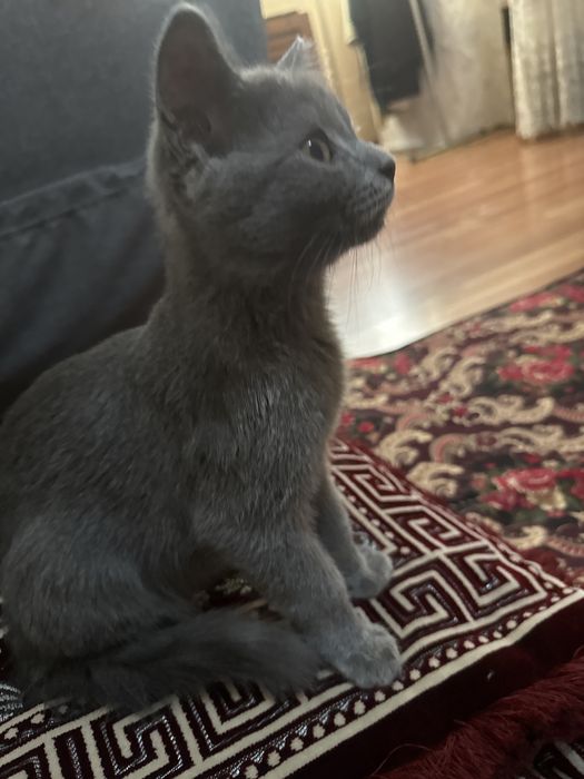 Домашние кошки 2 месяц