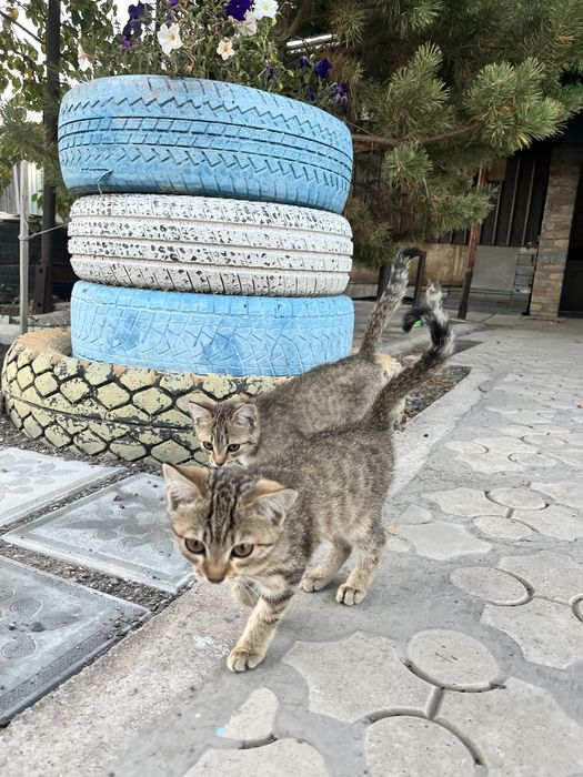 Котёнок-девочка ищет любящую семью