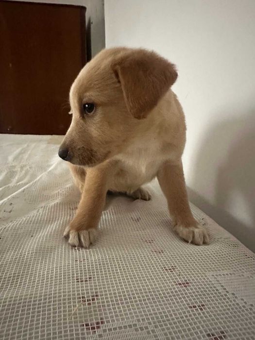 малки, сладки спенидори