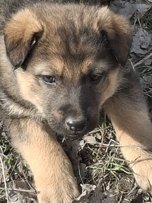 Щенята в надежные руки.