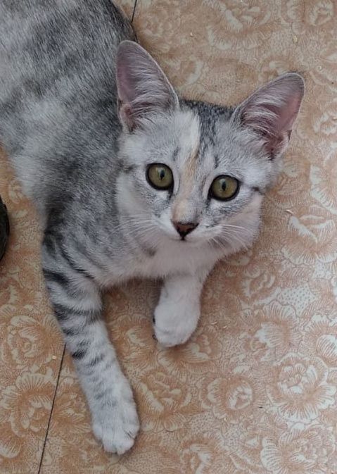 Котенок в хорошие руки!