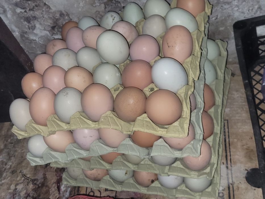 Vând ouă de găină de casă.