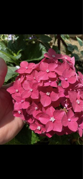 Гортензия 60,100,120 минг сум