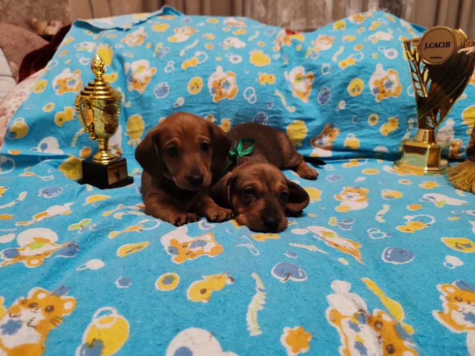 Щенки таксы стандартной с документами