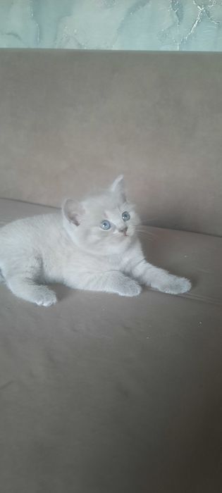 Британские котята 35000