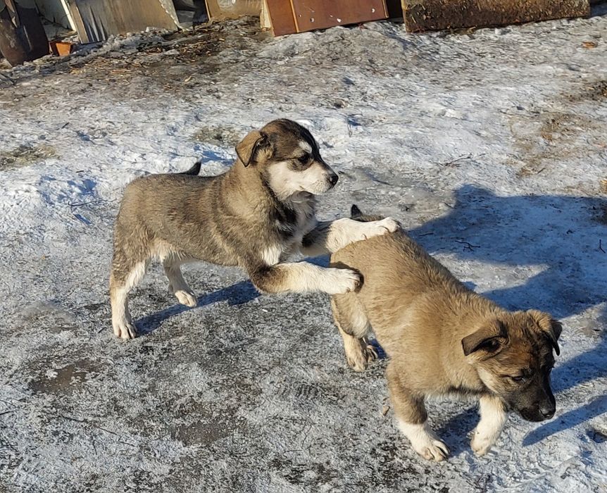 Отдам щенка, девочку.