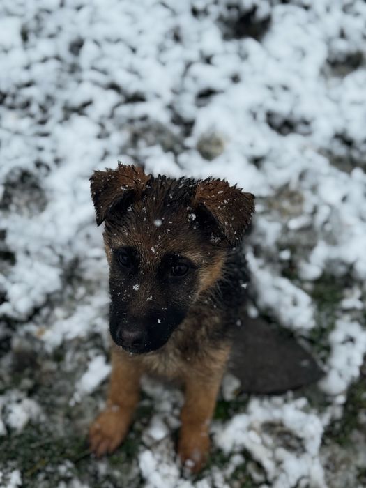 Немска овчарка