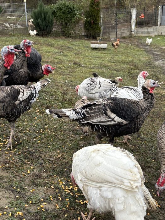 Ofer curcani si curci in spre vanzare!