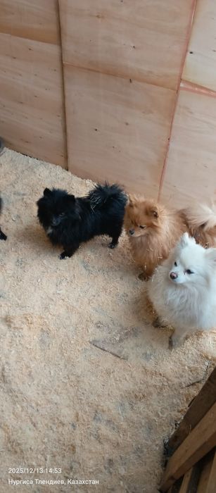 Продам шпица 2 мальчика