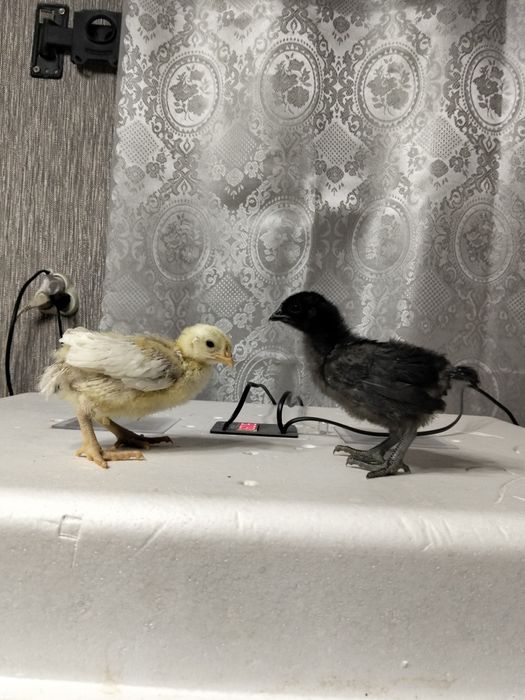 Инкубационное яйцо