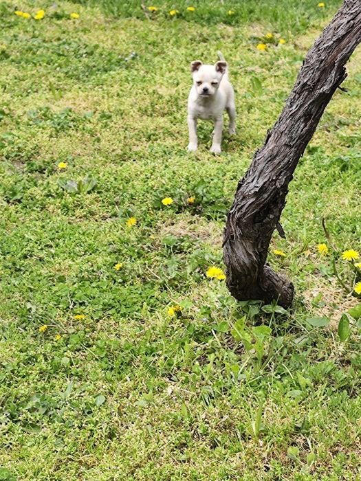 Продавам мъжки Пинчер