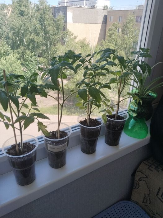 Продам не дорого за 1500